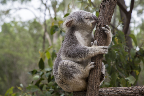 Importing from Australia to the UK