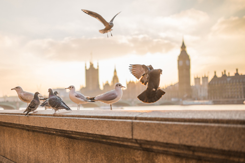 The parliamentary vote on Heathrow has been delayed