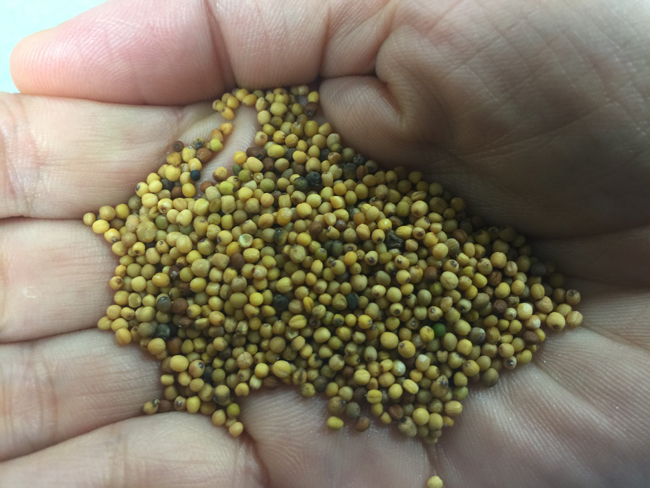 A handful of carinata seeds from Agrisoma